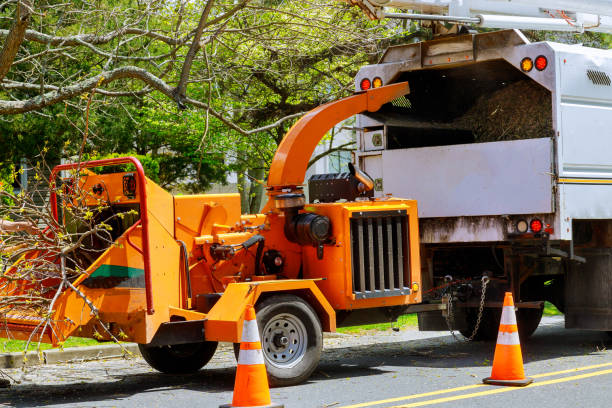 How Our Tree Care Process Works  in  Kensington, CA
