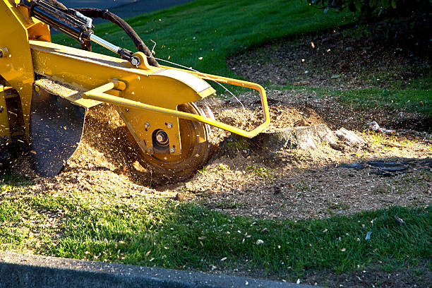Lawn Pest Prevention in Kensington, CA