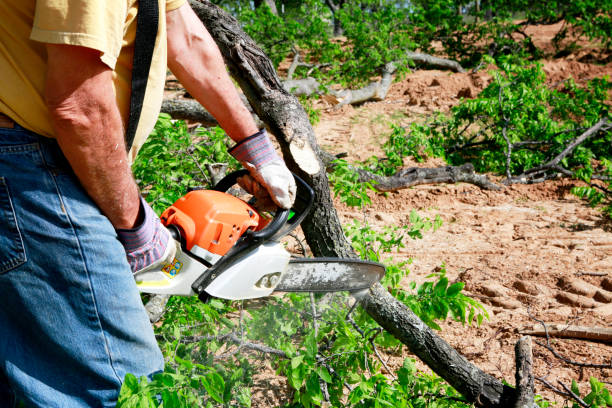 Reliable Kensington, CA Tree Services Solutions